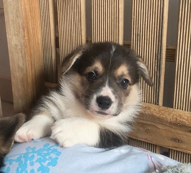 Du Soleil Du Sud - Chiot disponible  - Welsh Corgi Pembroke