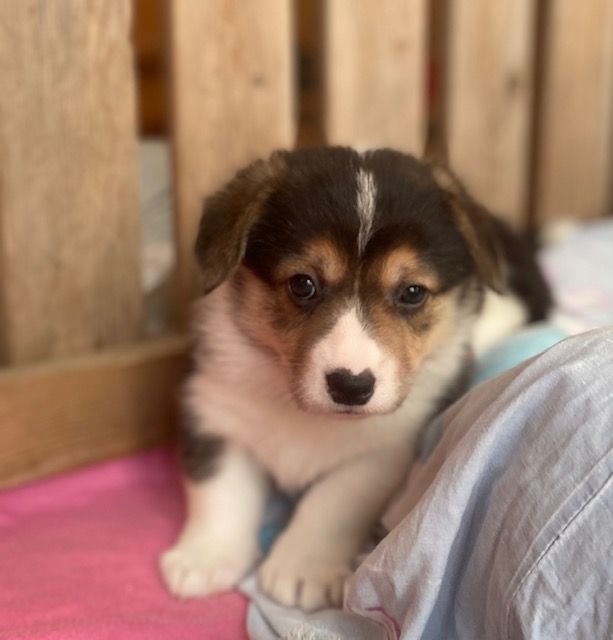 Du Soleil Du Sud - Chiot disponible  - Welsh Corgi Pembroke