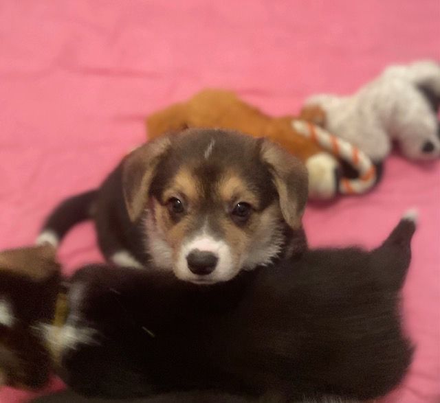 Du Soleil Du Sud - Chiot disponible  - Welsh Corgi Pembroke