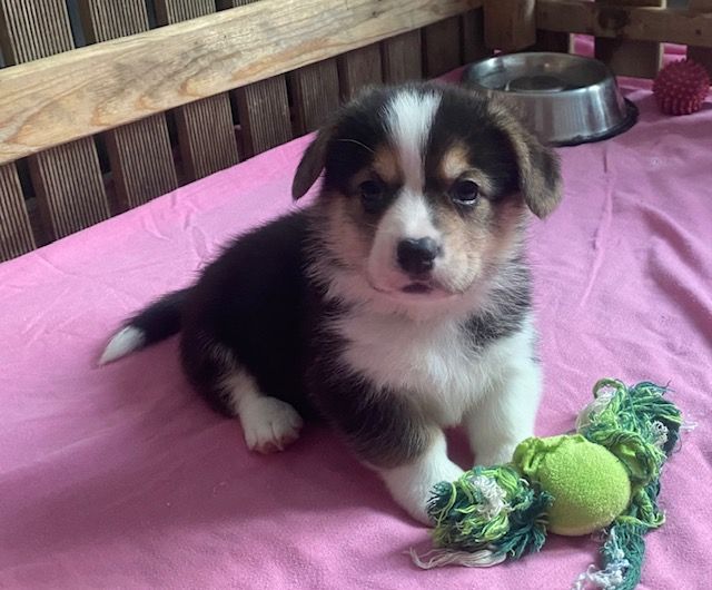 Du Soleil Du Sud - Chiot disponible  - Welsh Corgi Pembroke