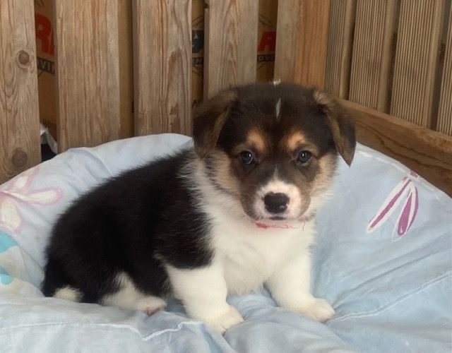 Du Soleil Du Sud - Chiot disponible  - Welsh Corgi Pembroke