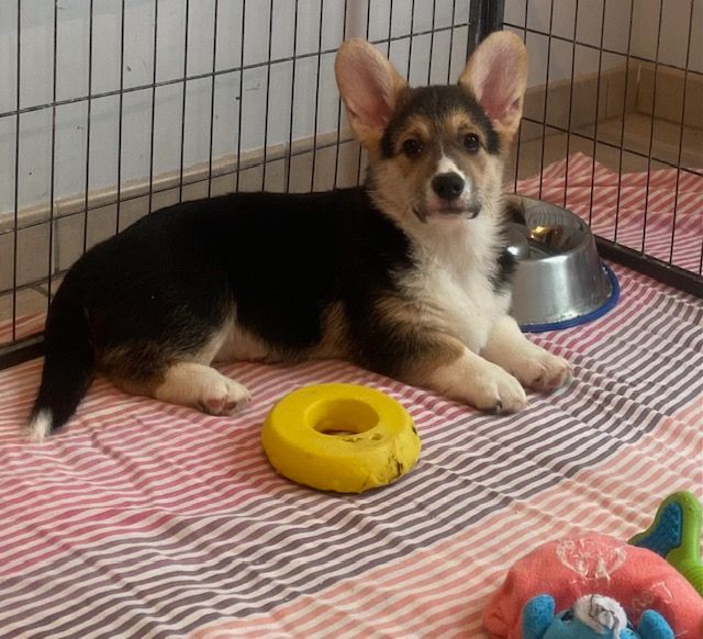 Du Soleil Du Sud - Chiot disponible  - Welsh Corgi Pembroke