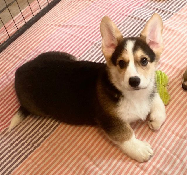 Du Soleil Du Sud - Chiot disponible  - Welsh Corgi Pembroke