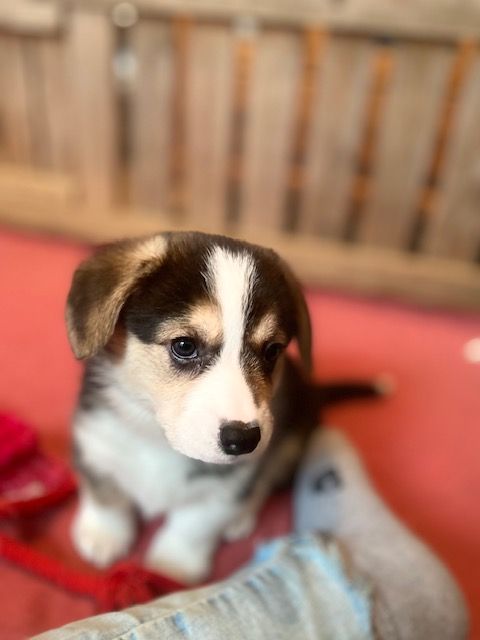 Du Soleil Du Sud - Chiot disponible  - Welsh Corgi Pembroke