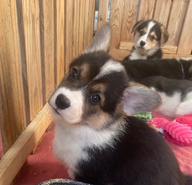 Du Soleil Du Sud - Chiot disponible  - Welsh Corgi Pembroke