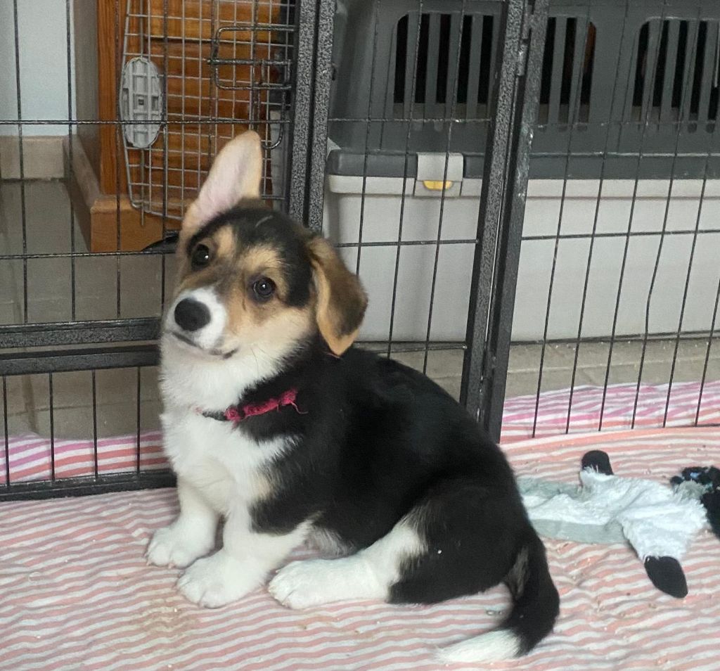 Du Soleil Du Sud - Chiot disponible  - Welsh Corgi Pembroke