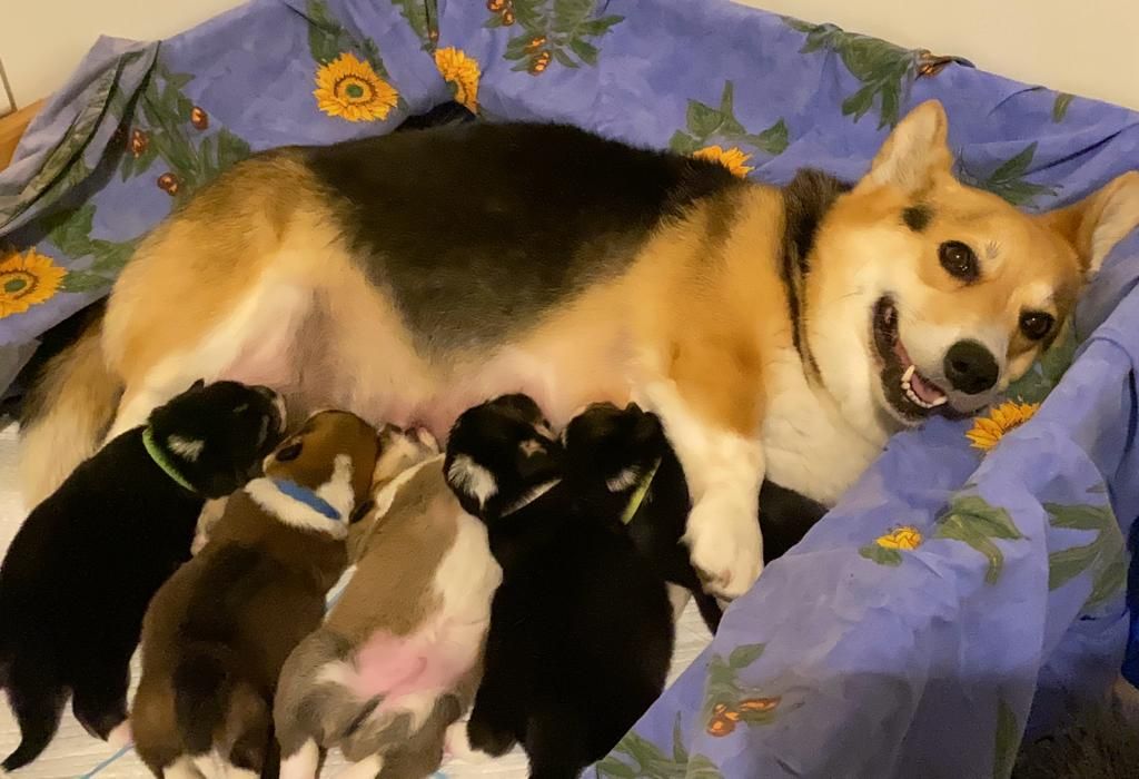 Du Soleil Du Sud - Welsh Corgi Pembroke - Portée née le 31/12/2022