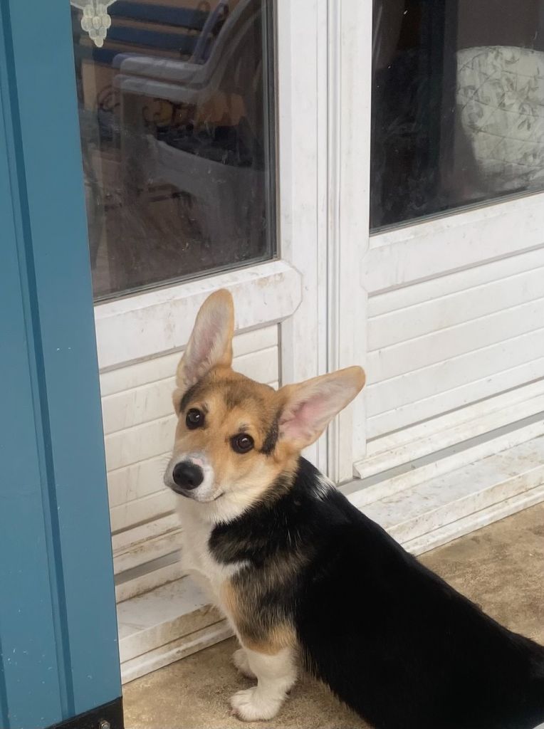 Du Soleil Du Sud - Chiots disponibles - Welsh Corgi Pembroke