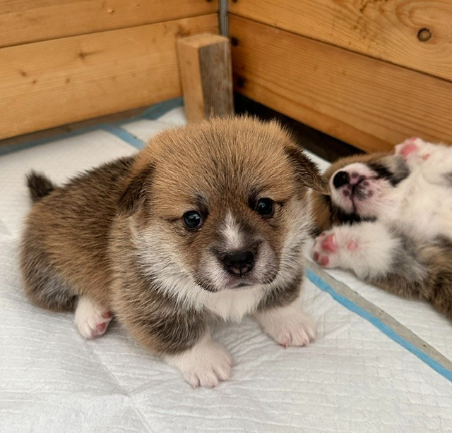 Du Soleil Du Sud - Chiots disponibles - Welsh Corgi Pembroke