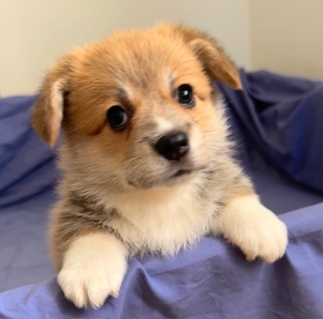 Du Soleil Du Sud - Chiots disponibles - Welsh Corgi Pembroke
