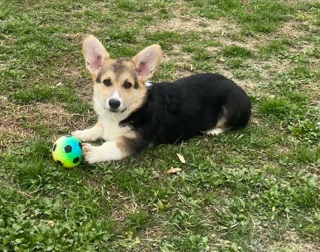 Du Soleil Du Sud - Chiots disponibles - Welsh Corgi Pembroke