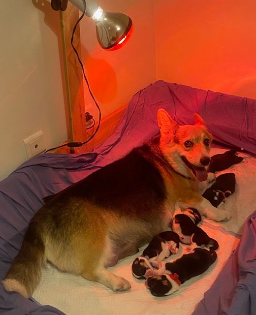 Du Soleil Du Sud - Welsh Corgi Pembroke - Portée née le 10/10/2024